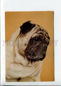 3113273 Sad PUG Mops PUPPY Portrait Old Color PHOTO PC