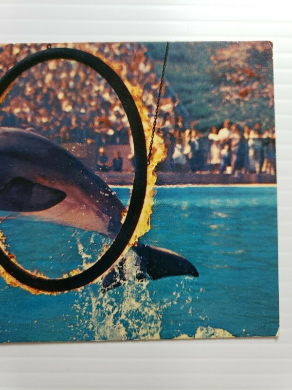 Vintage Postcard Marineland Of The Pacific bottle nose dolphin ring of fire  388