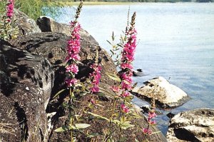 Lythrum Salicaria Finland, Suomi Postal Used Unknown 