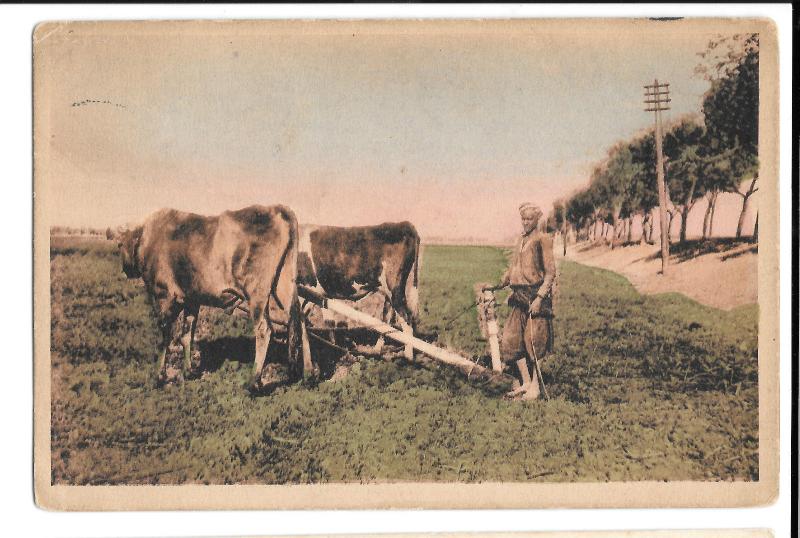 Egypt Farm Labourers, Oxen Ploughing, On Active Service, 1919 Alexandria Cancel