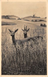 Lot300 malmo museum radjur rock och ra i sommarakt sweden deer