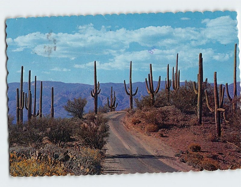 Postcard Desert Roadway through the Saguaros, Arizona