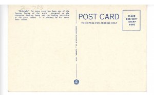 Midnight World Famous Bucking Horse