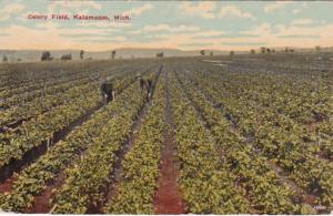 Michigan Kalamazoo Typical Celery Field 1913