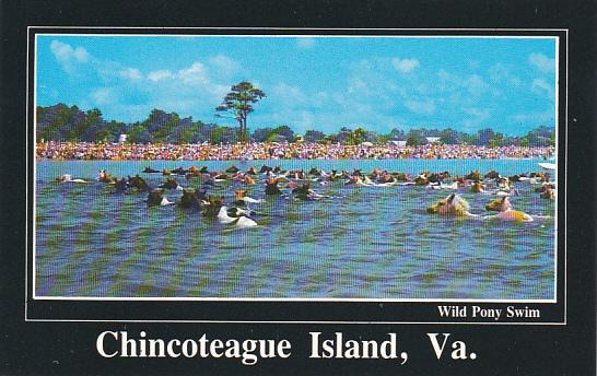 Wild Pony Swim Chincoteague Island Virginia Topics Animals