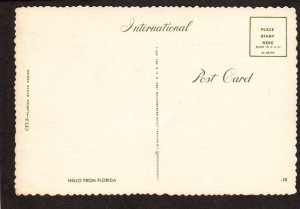 FL Hello From Florida Risque Alligators Rather Bite Than Switch Postcard Comic