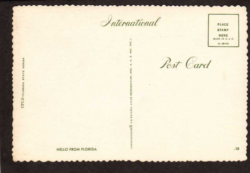 FL Hello From Florida Risque Alligators Rather Bite Than Switch Postcard Comic