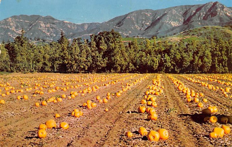 Fruit Assorted Pumpkin Field Santa Barbara, California, USA 1962