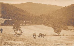 Thurmont Maryland Hunting Creek Gap Cows Grazing Real Photo Postcard AA68102