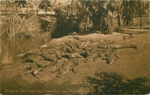 Amusement Alligator Farm East Lake C-1910 Los Angles California Mitchell 11917