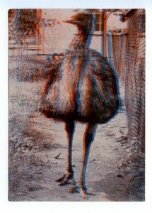 498606 USSR 1967 year Latvia Riga Zoo ostrich emu stereo volumetric postcard