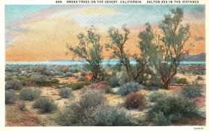 Vintage Postcard 1920's Smoke Trees on Desert California Salton Sea in Distance