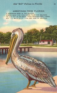 Vintage Postcard 1953 Old Bill Pelican Big Bird Greetings From Florida Animal FL