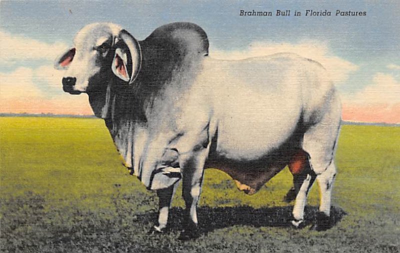 Brahman Bull Florida, USA Cow Unused 