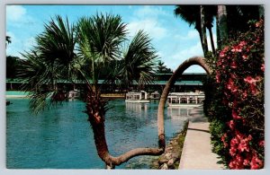 Lucky Palm, Glass Bottom Boats, Silver Springs, Florida, Vintage 1975 Postcard