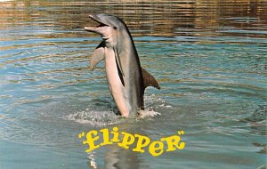 Flipper, Dolphin Unused 