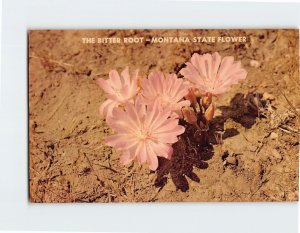 Postcard The Bitter Root, Montana State Flower, Montana