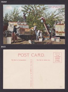 Postcard, United States, Picking Apples on Five Mile Prairie near Spokane, Wash