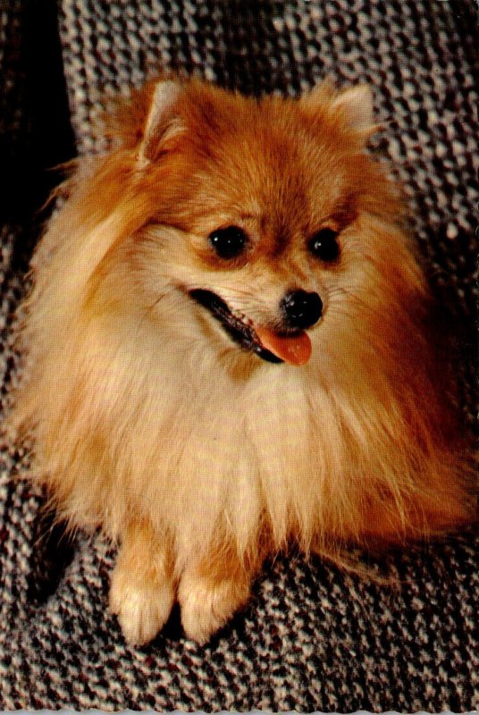 Dogs The Pomeranian