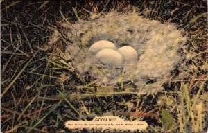 PA, Pennsylvania  GOOSE NEST EGGS  Game Commission~William C Grimm  Postcard