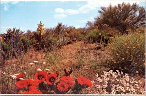 Postcard AZ  Desert Flower Gardens - Hedgehog cactus and spring wildflowers