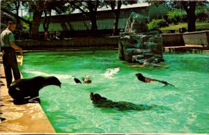 Pennsylvania Philadelphia Zoological Garden Fairmount Park Sea Lion Pool