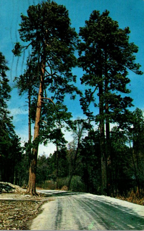 Arizona Big Pines On Mount Lemmon Near Tucson 1966