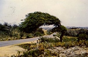 Aruba - Divi-Divi Tree