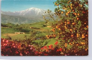 Winter In Southern California, Flowers, Orange Trees, Vintage 1954 Postcard