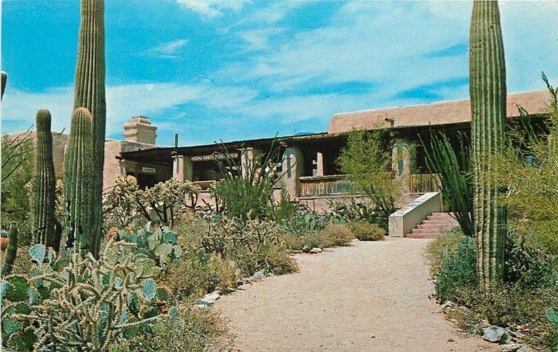 Tuscon Arizona~Sonora Desert Museum~Cactus in Foreground~1950s Postcard 