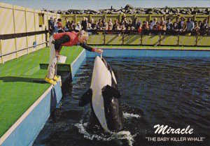 Miracle Baby Killer Whale Sealand Of The Pacific Victoria British Columbia Ca...