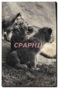 Old Postcard Felin National Museum of Natural & # 39histoire Zoological Pac B...