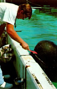 Florida Marineland Pilot Whale Getting Teeth Brushed