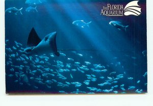 Florida Aquarium Spoted Eagle ray