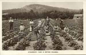 canada, Strawberry Farm in British Colombia (1930s) RPPC