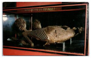 Mermaid Skeleton, Ripley's Believe It or Not, St. Augustine, FL Postcard