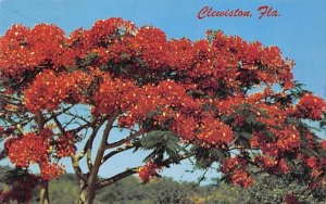 The Poinciana Tree Clewiston, Florida  