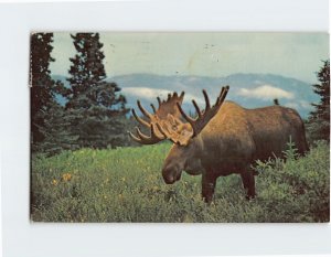 Postcard The Bull Moose Yellowstone National Park Wyoming USA