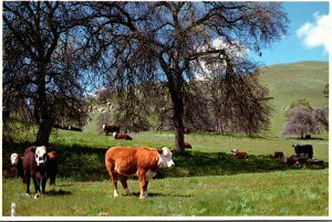 California San Joaquin Valley Foothills Cattle Grazing