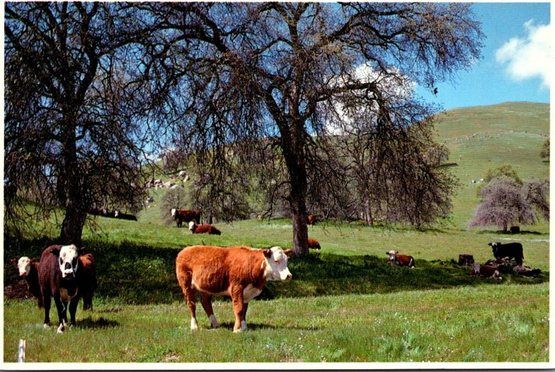 California San Joaquin Valley Foothills Cattle Grazing