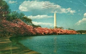 Vintage Postcard 1962 The Washington Monument White Marble Shaft Washington DC