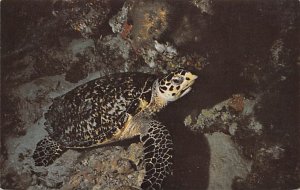 Green Turtle Caribbean Fish / Sea Mammals Unused 