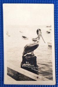 Vtg c1920s BILL THE PELICAN Santa Catalina Island CA Reyes Photo Postcard