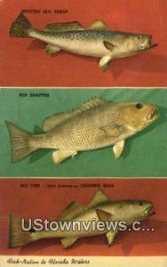 Spotted Sea Trout, Red Snapper - Atlantic Ocean, Florida FL  