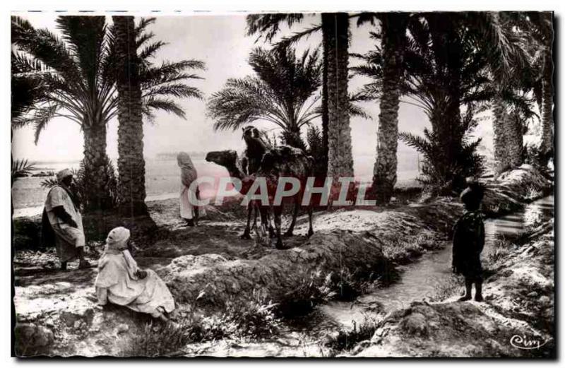 Algeria Biskra Constantine Old Postcard In & # 39oasis