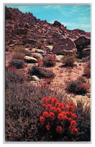 Indian Paintbrush In Bloom Southwestern Desert UNP Unused Chrome Postcard D21