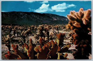 Vtg California CA Bigelow Cholla Cactus Joshua Tree National Monument Postcard