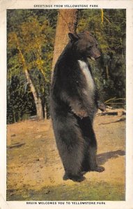 Bear Yellowstone National Park, Wyoming, USA Bear 1935 crease,  corner wear, ...