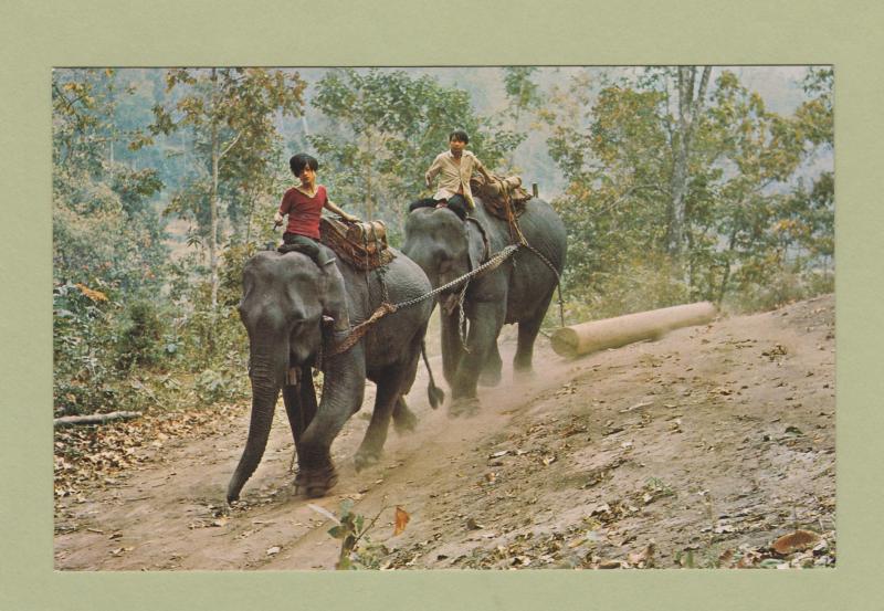 Elephants Postcard Thailand Animals Foreign Postally Unused