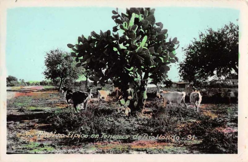 Rio Hondo  Central America Scenic View Tinted Real Photo Antique Postcard J48223